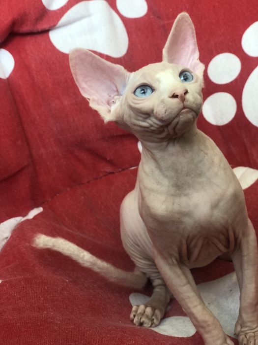 Сфинкс красотка !