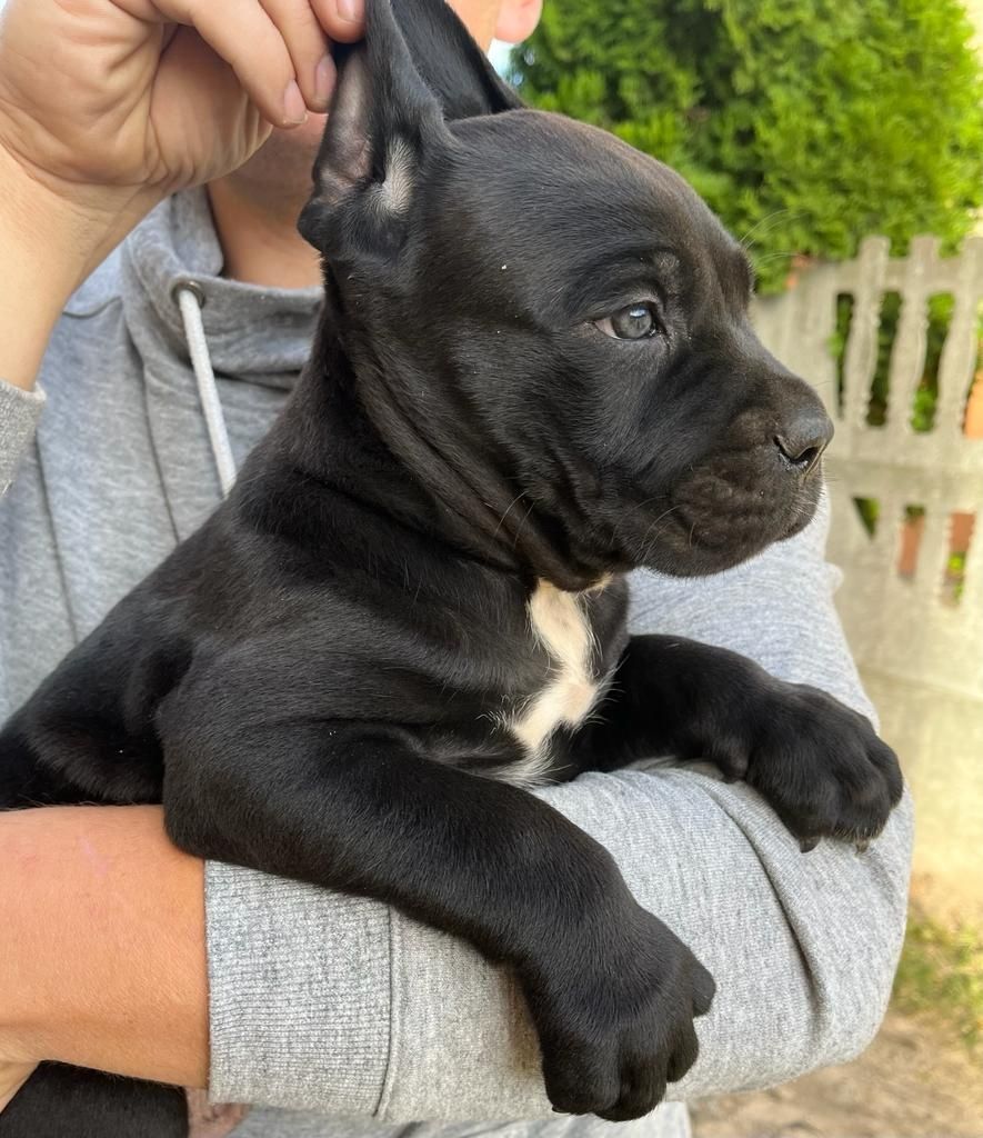 Cane Corso Piesek