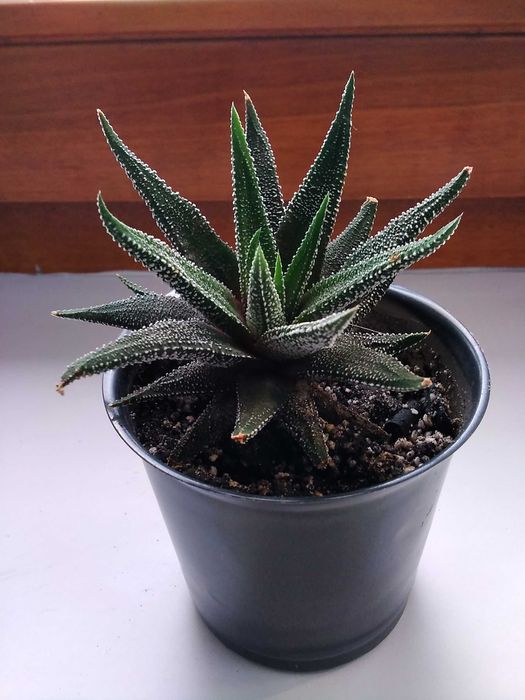 Хавортия Attenuata хавортия аттенуата