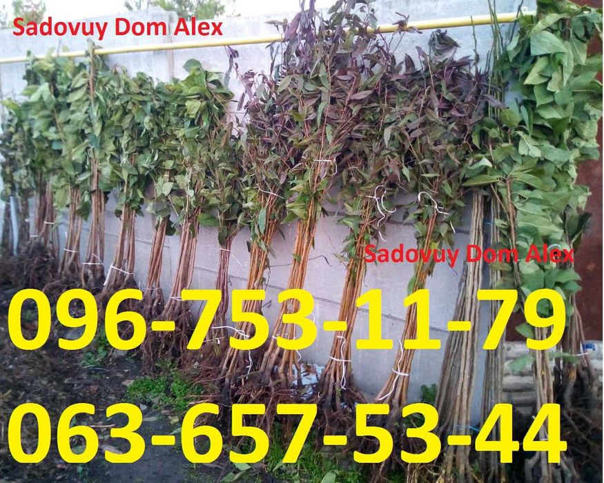 Персик Груша Яблуня Черешня Вишня Абрикоса Азиміна Ківі Магнолії Піони