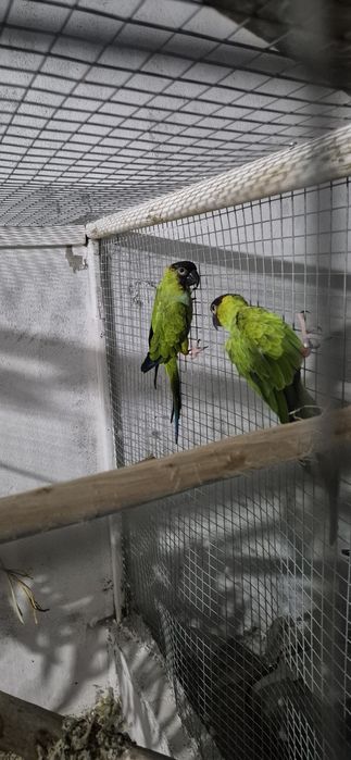 Casal Aratingas cabeça preta
