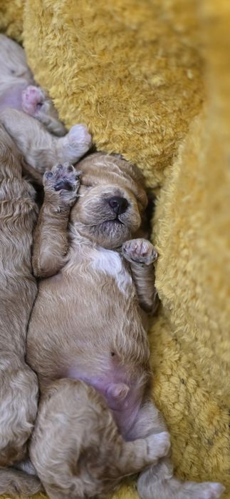 Щенок той пудель