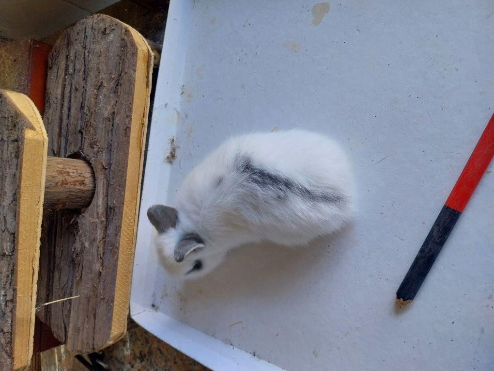 Coelhos anões cabeca de leão  /minilop/nederland dwarf