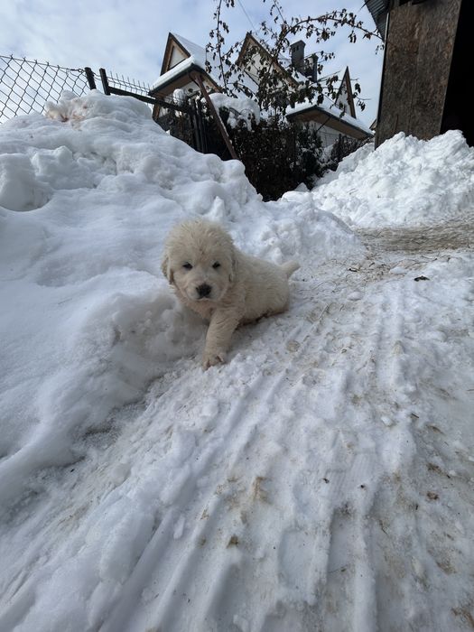 szczeniaki owczarka podhalańskiego