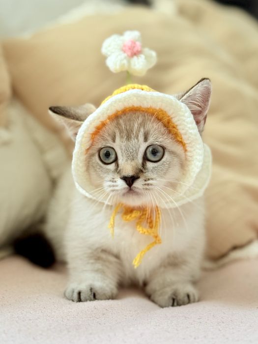 Хлопчик Манчкин