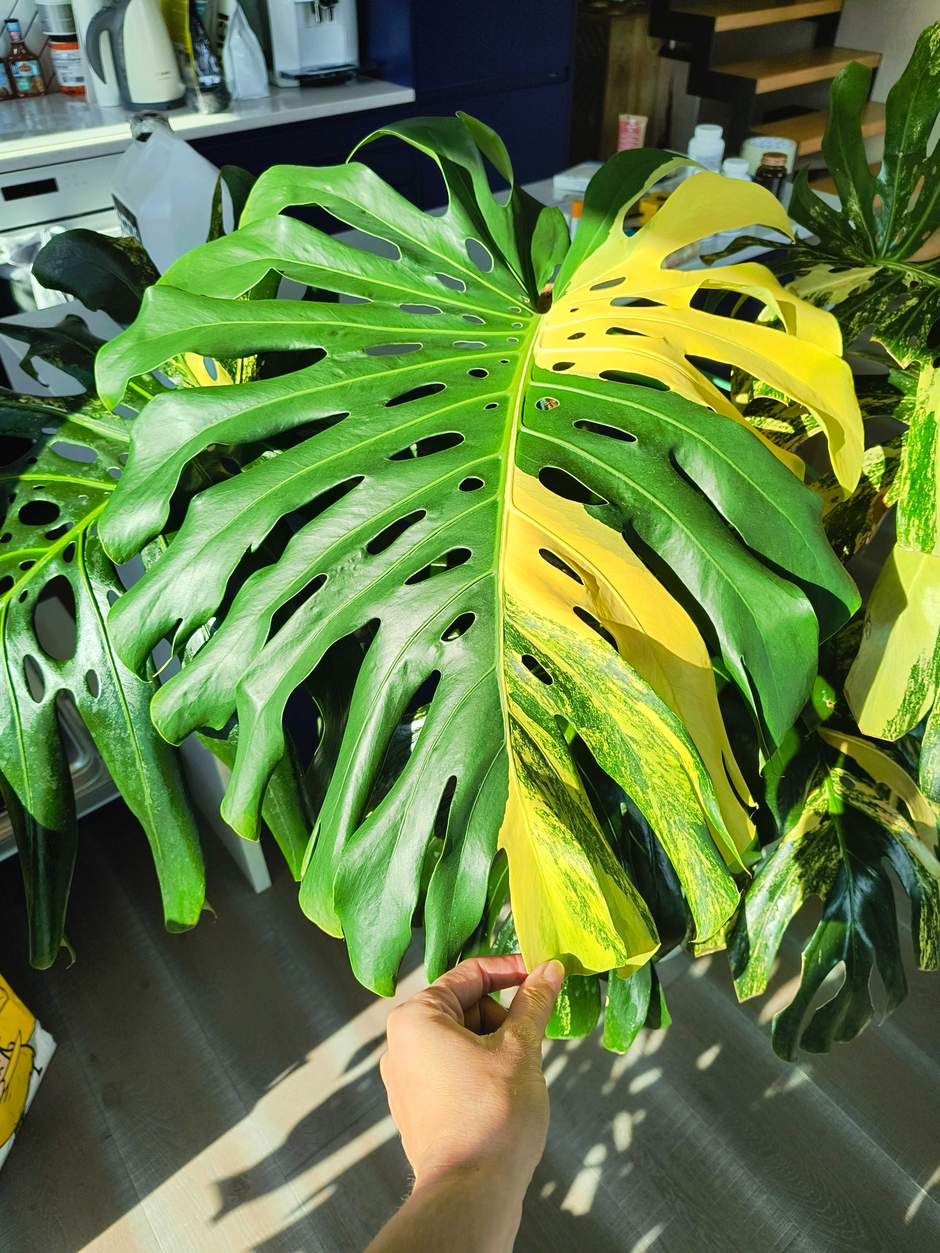 Pędówki Monstera Deliciosa Marmorata