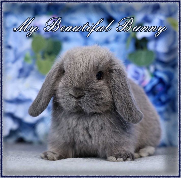 Piękny Królik Mini Lop - Blue