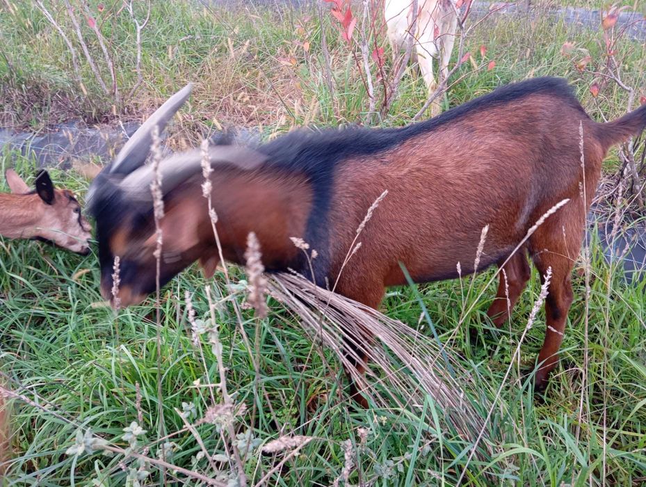 Cabrito bom macho reprodutor