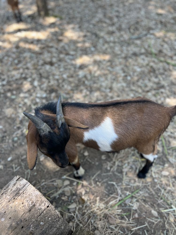 Chibo anão seis meses
