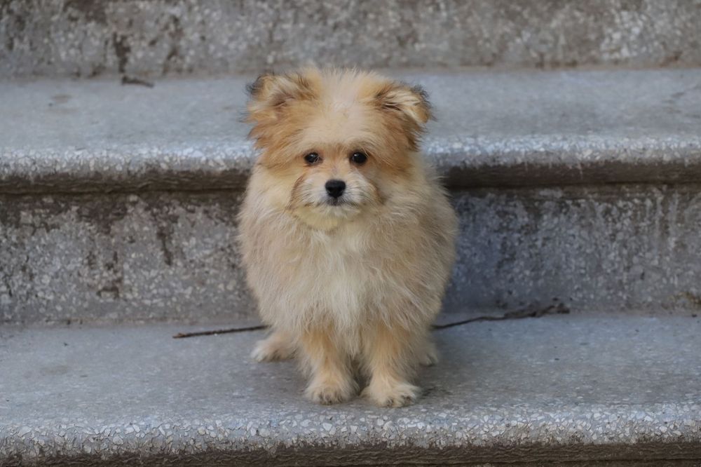 Йорк+ пудель мальчик