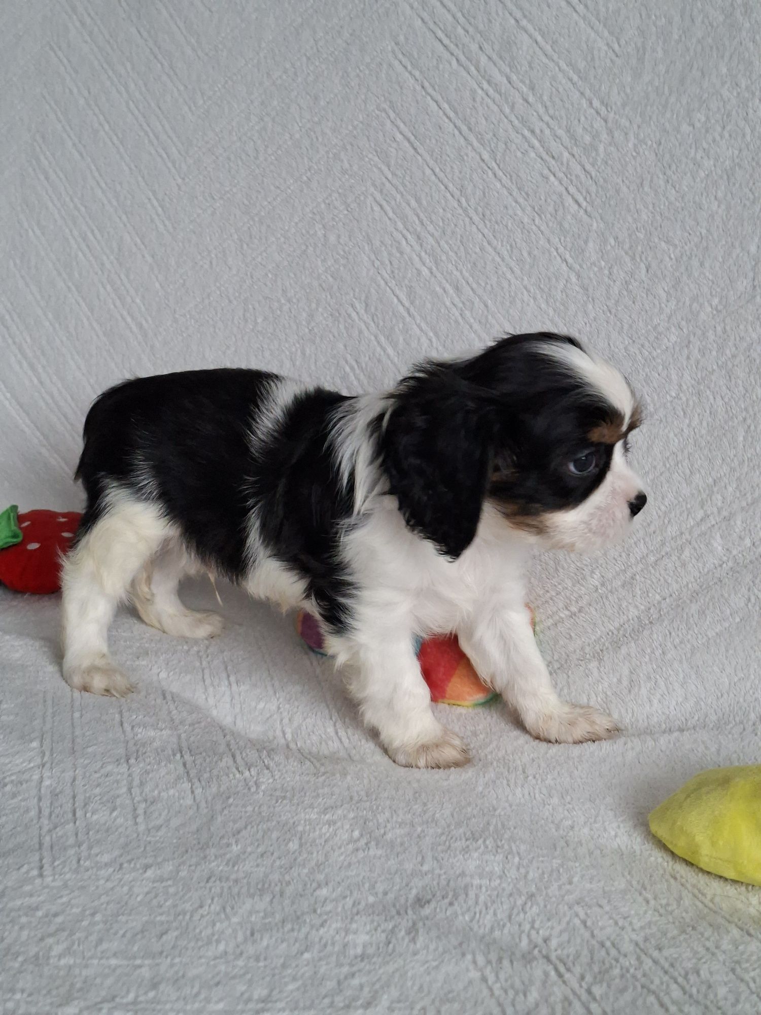 Cavalier uroczy piesek