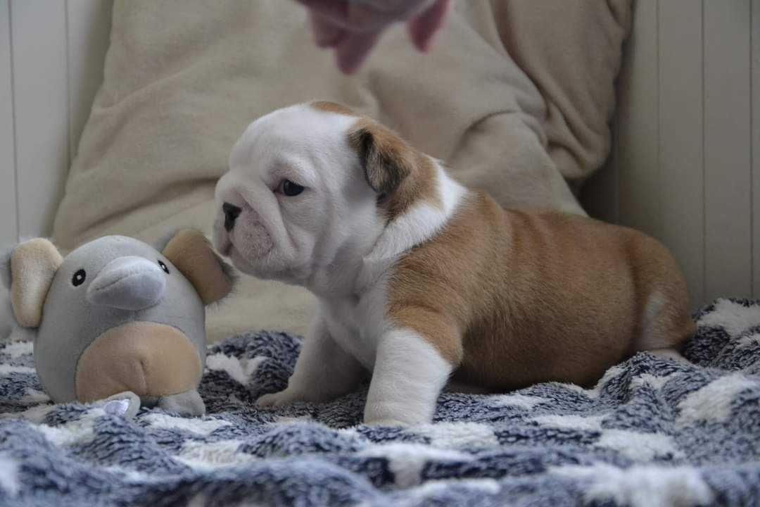 Buldog angielski szczenię z rodowodem