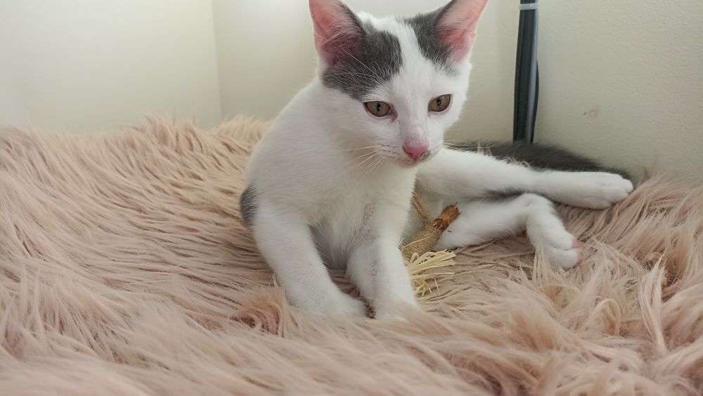 Kocurki szukają domu