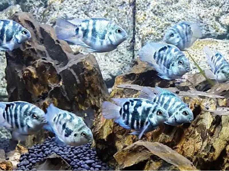 Аквариумные рыбки сапфировый попугай синий тигр панда цихлида