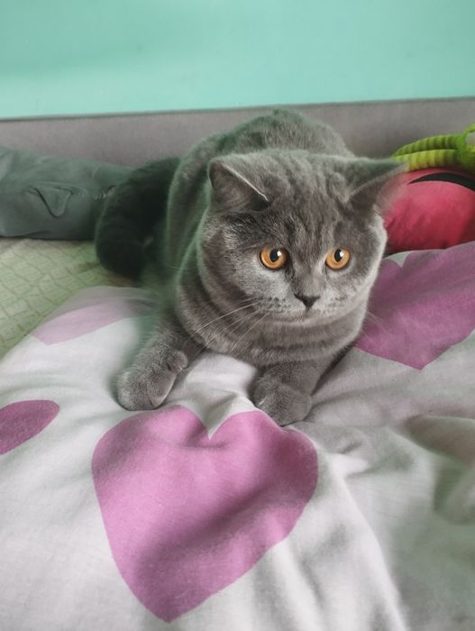 Шотландська дівчинка з прививками