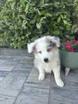 Border Collie blue merle pies Niebieskie oczy