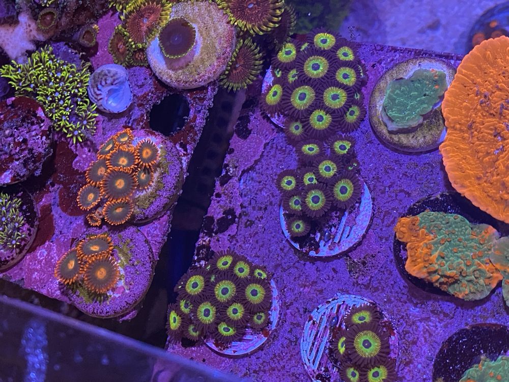 Coral frag agua salgada aquario reef zoanthus hulk