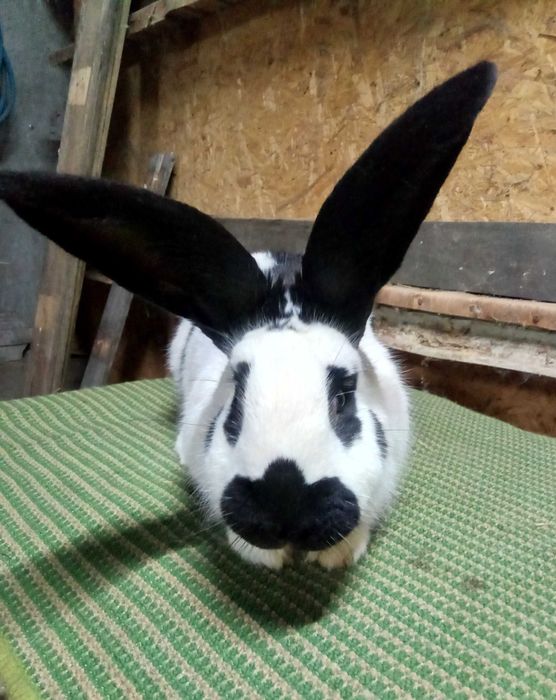 Srokacz niemiecki (samiec)