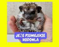 Jeż pigmejski, jeże Pigmejskie, Afrykański, Młode, Terrarium dla jeża