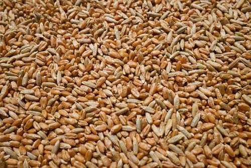 Sprzedam owies i pszenżyto zimowe