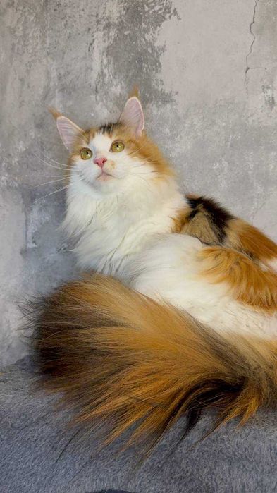 Kotka Maine Coon