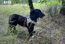 1,5 roczna, 10kg, przyjazna Kasia adopcja za darmo oddam