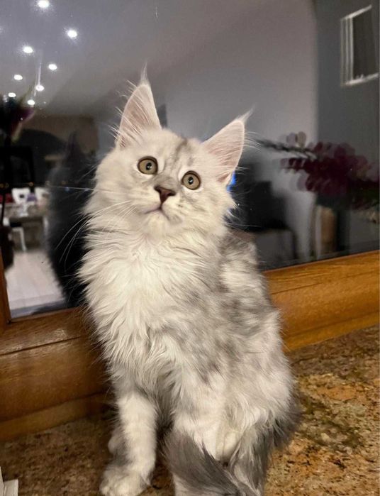 Kotka Maine coon ns 11