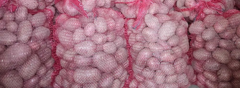 Ziemniaki Ricard jadalne