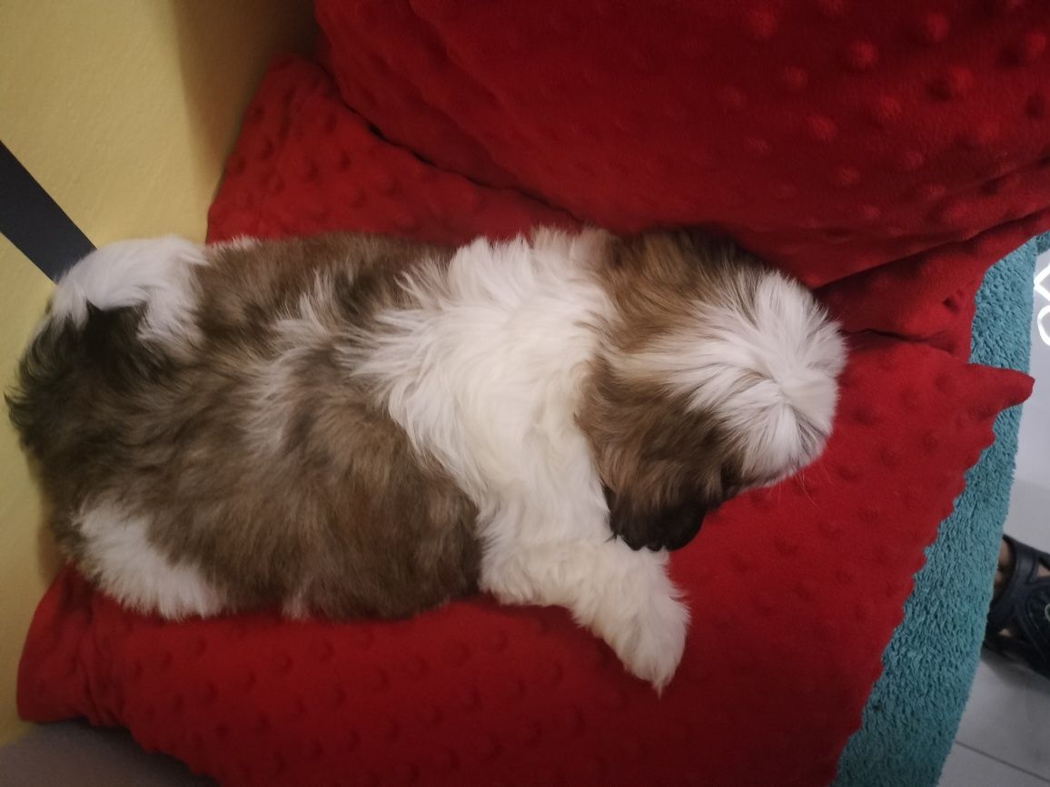 Piesek rasy shih tzu three color