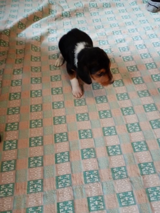 Эстонская гончая