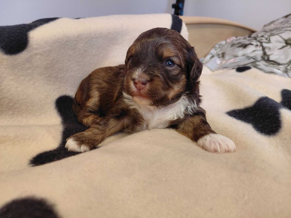 Śliczna Hawanka COCO :)