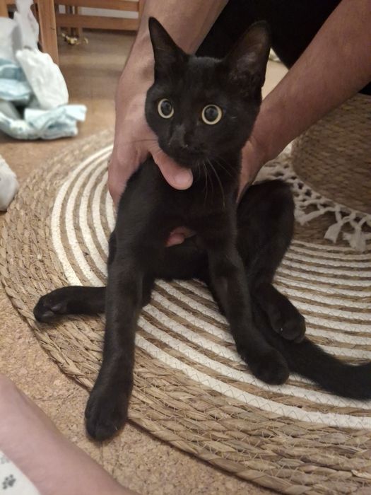 Gatinha com 4 meses para adoção