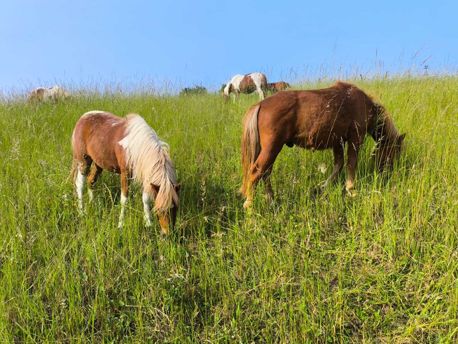 Kuc, ogierek, roczny