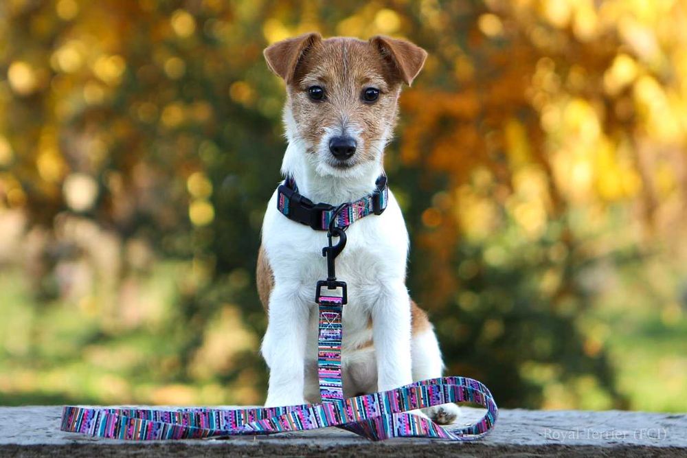 suczka Jack Russell terrier ZKWP/FCI