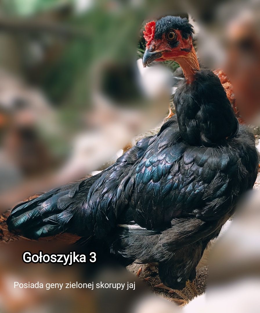 Koguty młode, araucan, gołoszyjka