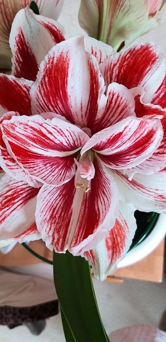 гиппеаструмы (амарилисы) из своей коллекции