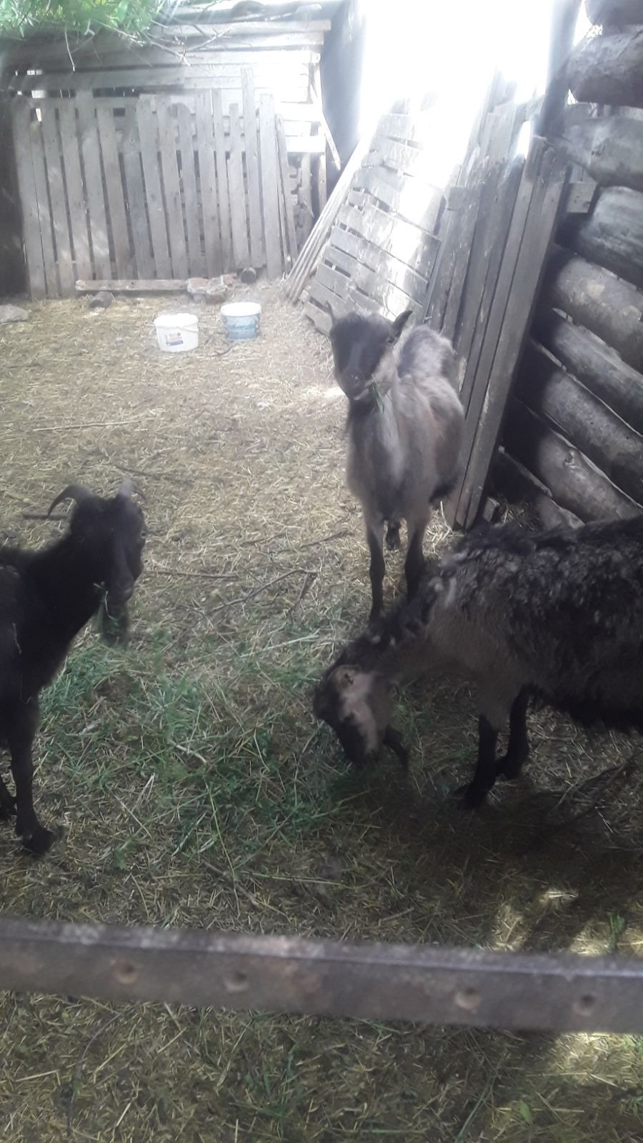 Продам козу и молодых козлят