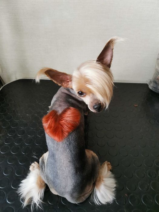 Груминг, стрижка собак, уход за шерстью