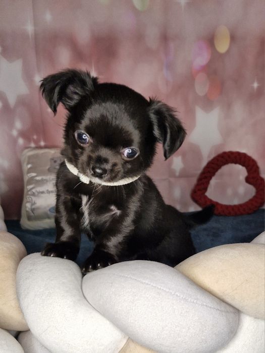Zarezerwowany Chihuahua Długowłosy - czarnulek ZKwP FCI