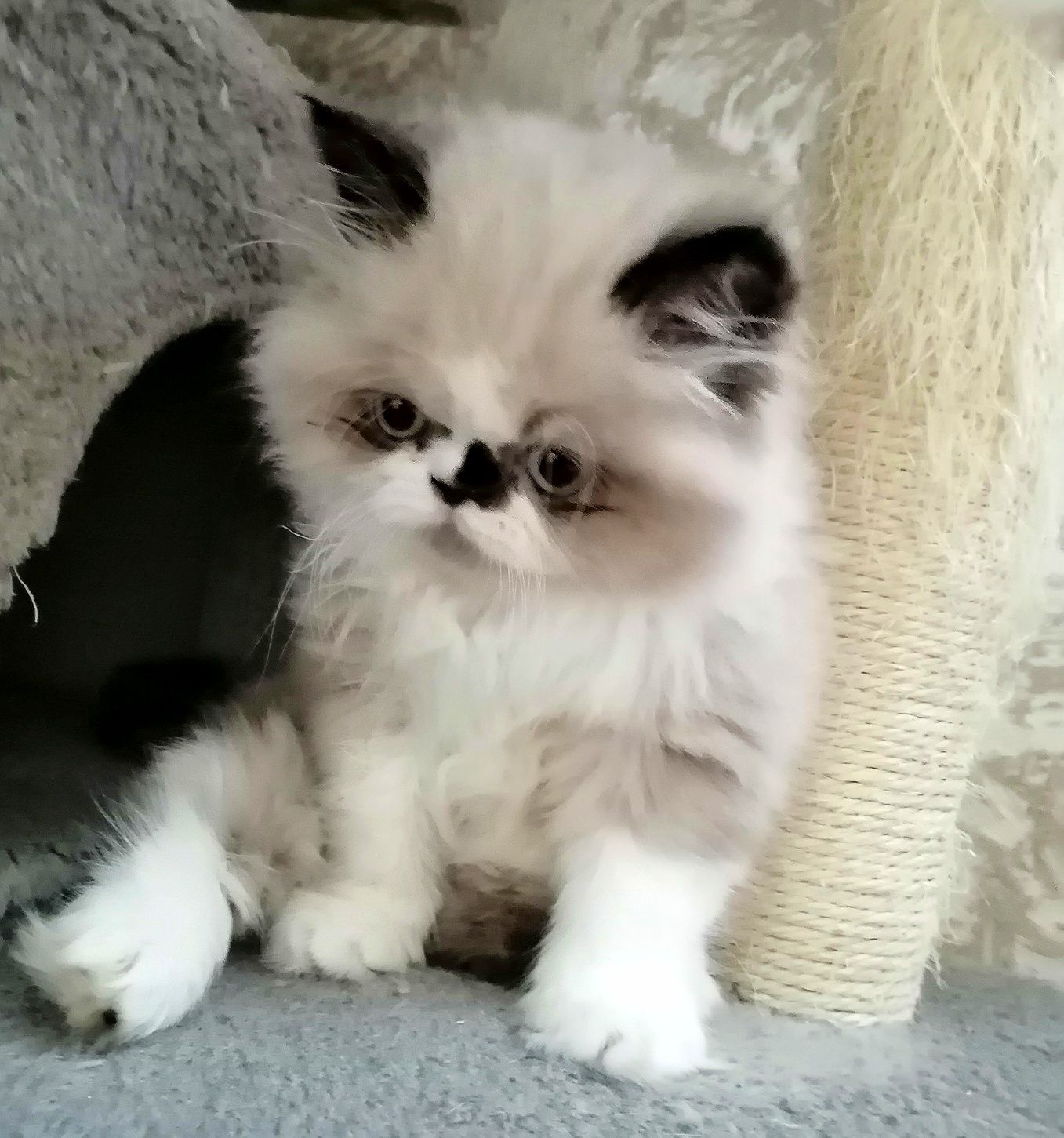 Персидське кошеня