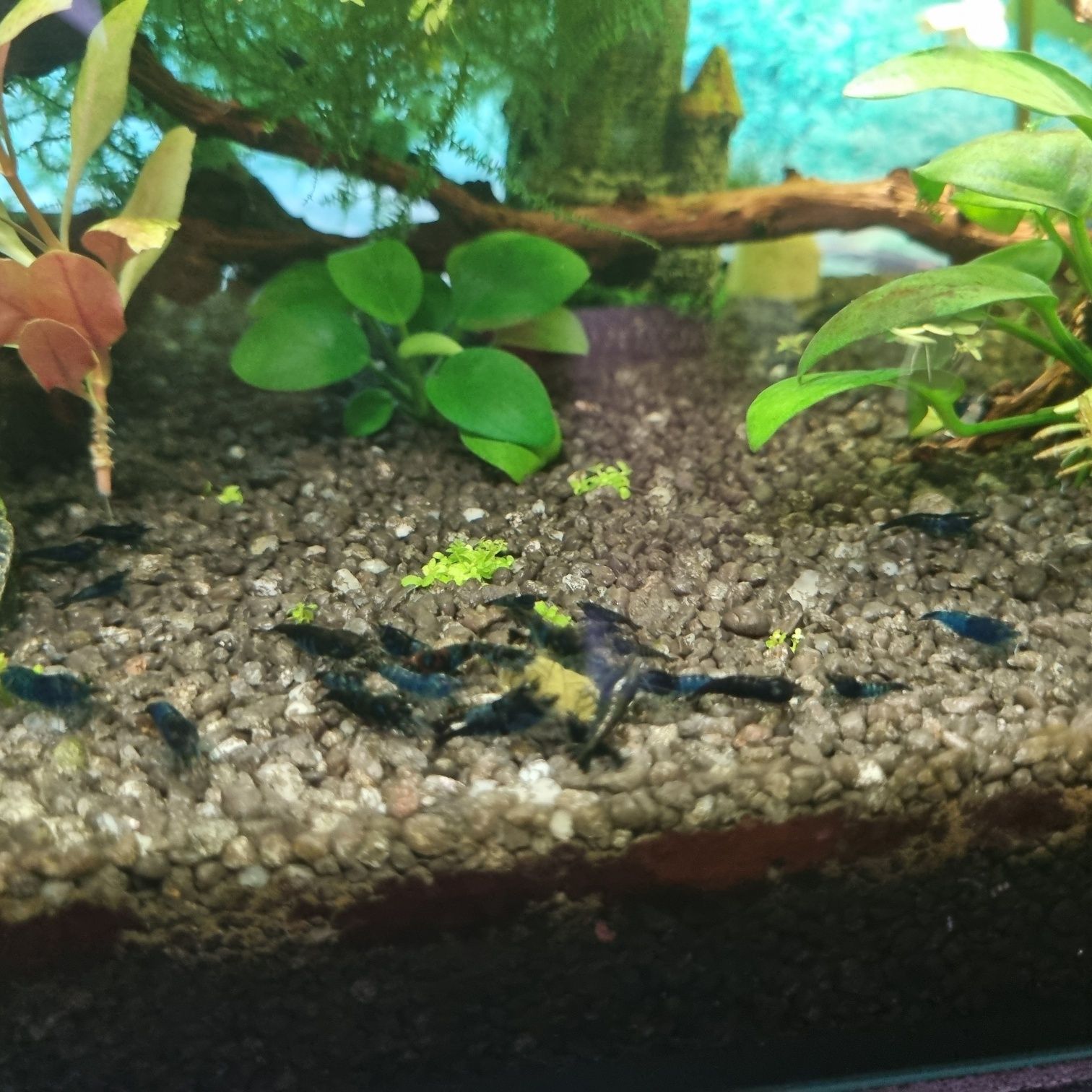 Krewetki blue velvet, niebieskie