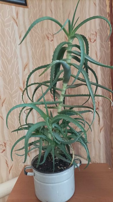 Алоэ древовидний