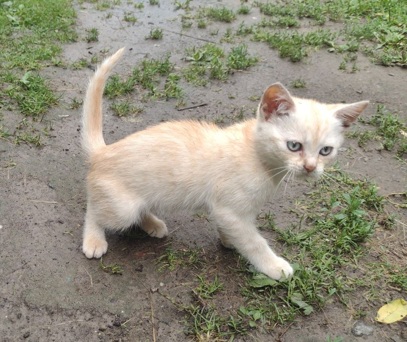 Вібруючі пухнастики