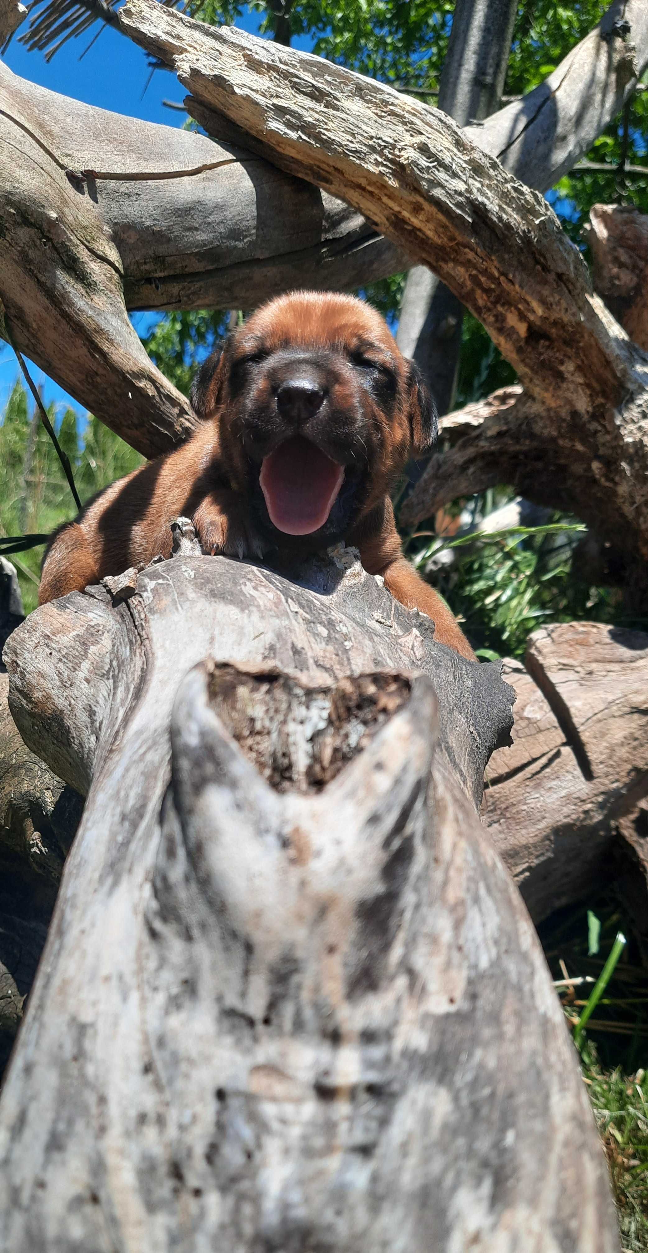 Szczeniak Rhodesian Ridgeback   - Hodowla ZKwP/FCI
