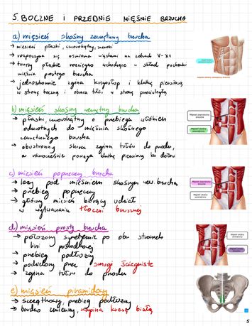 Notatki z anatomii 70 stron pdf