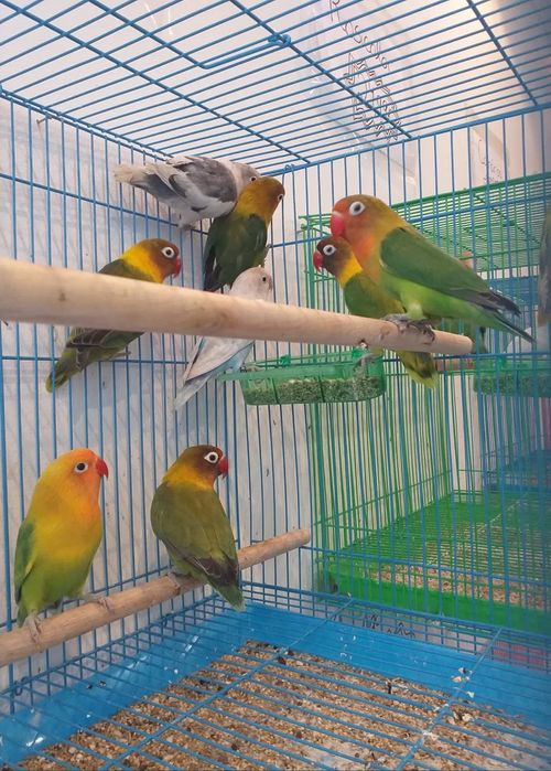 Agarponis Roseicollis ( Loja Profissional )