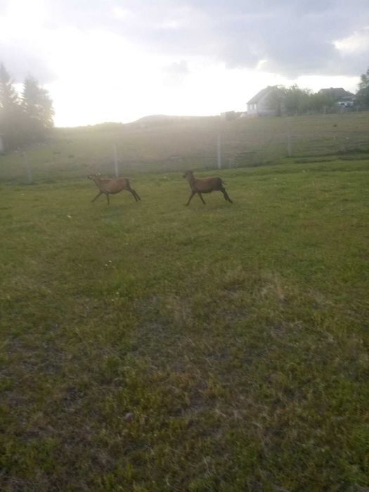 Młode Baranki i Owieczki Kameruńskie