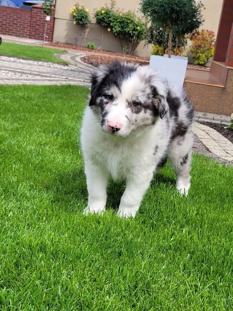 Border Collie Piesek Śliczny Merle Fikus