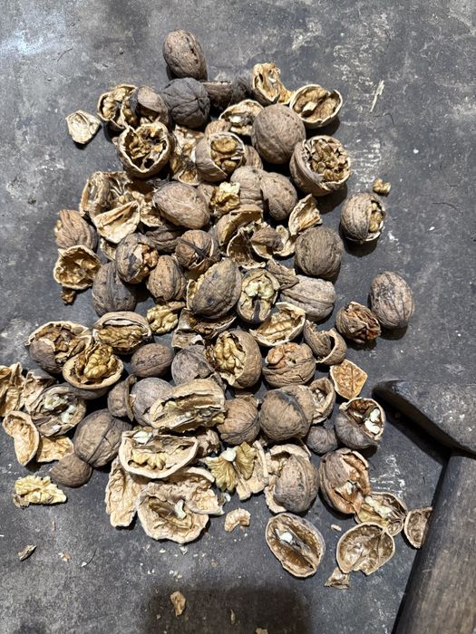 Продам горіхи цьогорічні