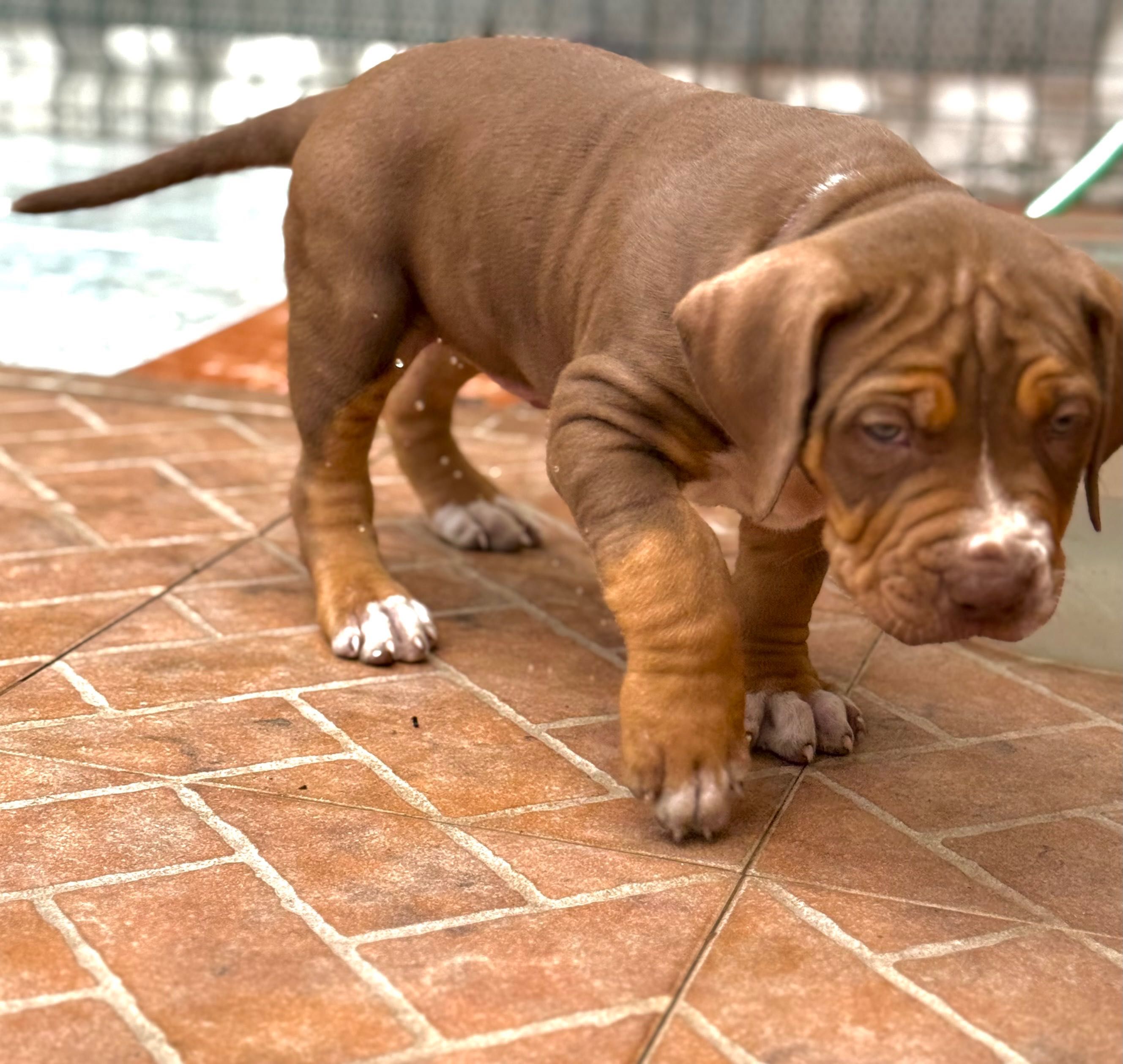 American bully xl